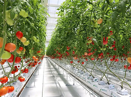 1500W LED Grow Light for Commercial Tomato Greenhouse Toplighting